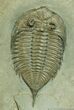 Classic NY Trilobite - Dalmanites Limulurus #11-1